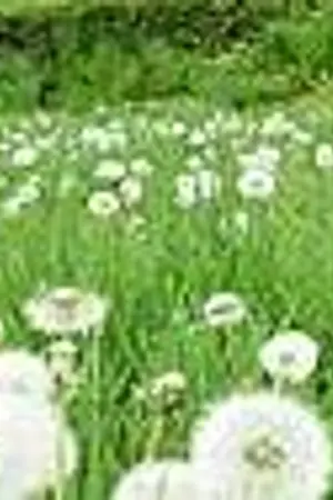 ปกนิยาย เรื่องเล่าจากดอกหญ้า