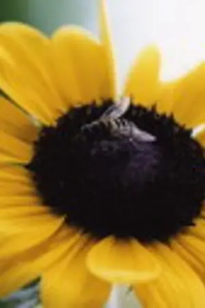 ปกนิยาย ดอกรักบานกลางทานตะวัน