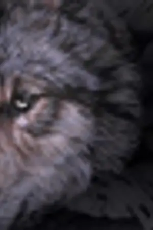 ปกนิยาย Love at Midnight....มนต์รัตติกาล [ปิดปรับปรุง]