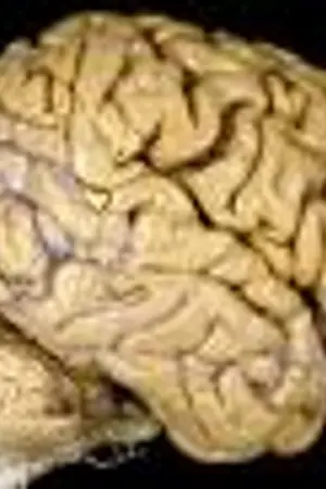 ปกนิยาย My Brain...ความรู้ คู่สมอง 