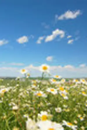 ปกนิยาย สลักรักไว้ในหัวใจเธอ