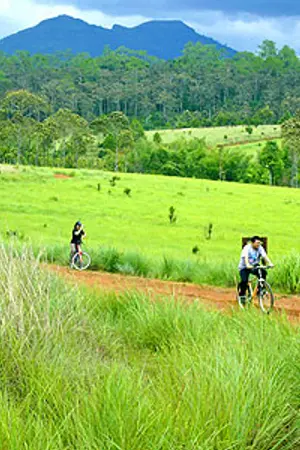 ปกนิยาย เรื่องเล่า อาถรรพณ์ป่าลึกลับ