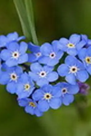 ปกนิยาย ONCE  :  ครั้งแรกที่รัก  คือรักตลอดไป