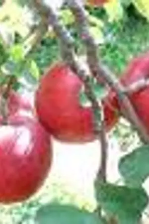 ปกนิยาย ลุ้นรักนางฟ้าซุปเปอร์สตาร์