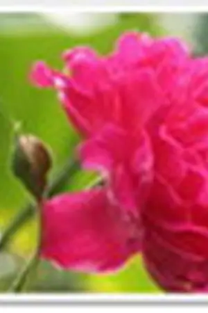 ปกนิยาย ฝากรัก เคียงใจ