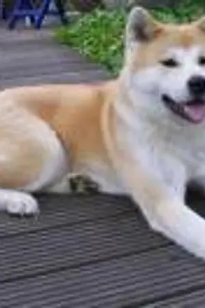 ปกนิยาย คิโร่  อาคิตะผู้ภักดี