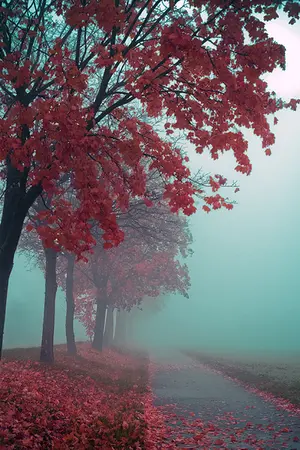 ปกนิยาย Forgotten Fairytale ตอน ตำนานที่ถูกลืม