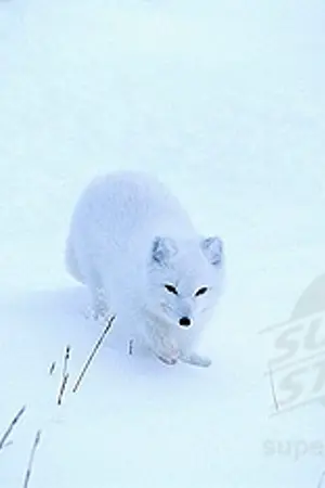 ปกนิยาย ราชินี แม่มด นักเดินทาง และผู้ปกป้อง