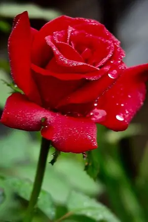 ปกนิยาย พิศวาสรัก...แรงแค้น