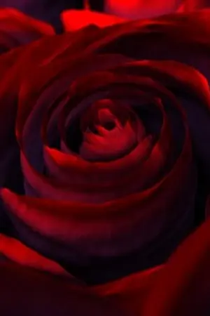 ปกนิยาย so-and-so  [83line--Yaoi]