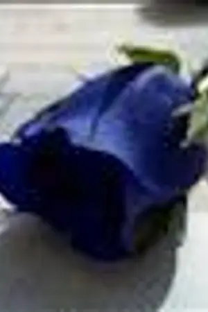 ปกนิยาย Dream  of   Wish