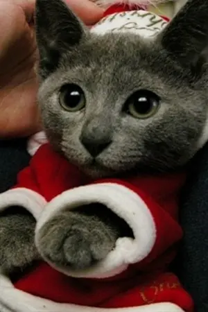 ปกนิยาย [SF]  ฝุ่น  WonHyuk