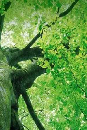 ปกนิยาย ♪ Treehouse of  Audition!!~ ❤ (ส่วนตัวนะจ้ะ)