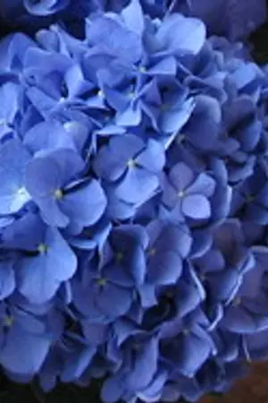 ปกนิยาย (นี่)เป็นเพียงของเล็กๆน้อยๆจากใจ 2