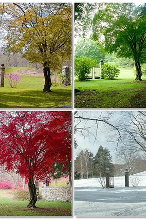 ปกนิยาย Season of Love  ฤดูกาลแห่งรัก (เก็บข้อมูล)