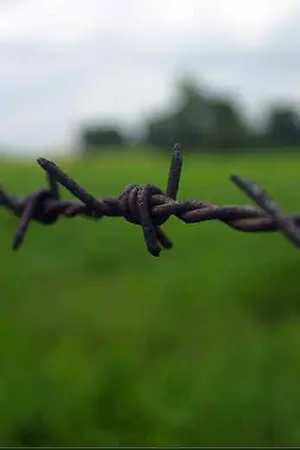 ปกนิยาย ก่อนฝันจะเป็นจริง