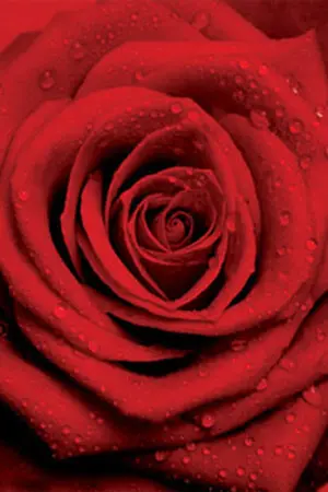 ปกนิยาย Bloody Rose