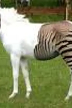 ปกนิยาย (รก)ห้องเก็บของ:ปาราย