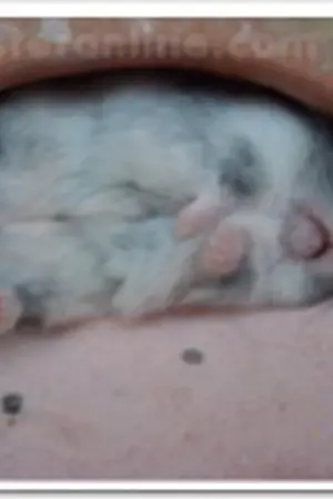 ปกนิยาย หนูถ้ำแห่งกัมบะ