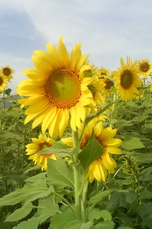 ปกนิยาย มุกมันตรา