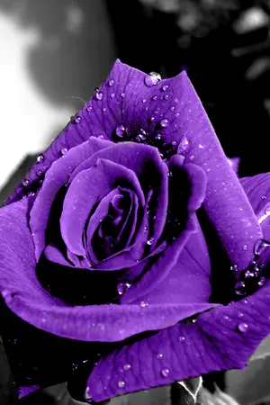 ปกนิยาย ขายที่คั่น หนังสือ ของพรีเมี่ยม และอื่นๆค่ะ