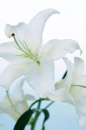 ปกนิยาย When you believe in love...