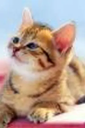 ปกนิยาย เด็กใหม่กับโรงเรียนหญิงล้วน