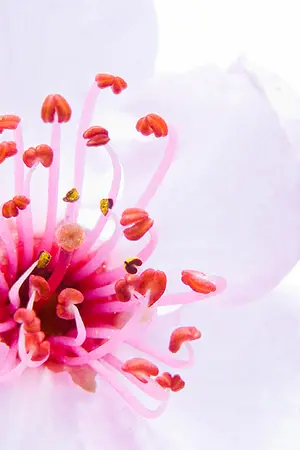 ปกนิยาย fic naruto  ความลับของดอกซากุระ(sasuxsaku)