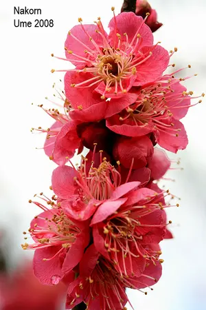 ปกนิยาย IN MY MEMORIES รักนี้ที่ความทรงจำ  내 기억이있다.