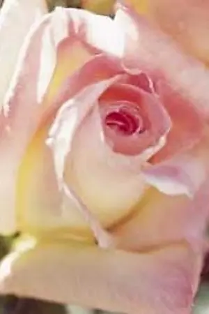 ปกนิยาย Unconditional in love รักสดใสสะกิดหัวใจเจ้าชายเย็นชา