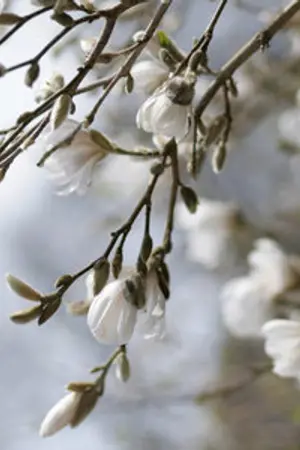 ปกนิยาย [Fic SHINee] .:: แฟน ::. ,, MinKey