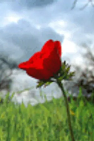 ปกนิยาย รัก รัก...