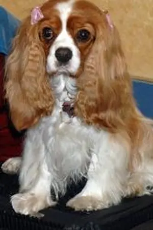 ปกนิยาย รักคุณครับ โฮ่ง!