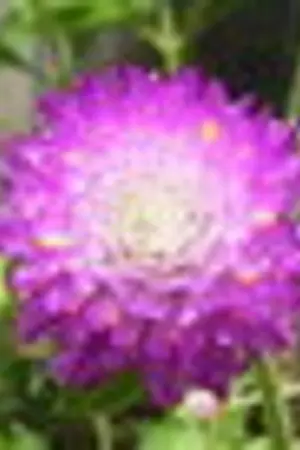 ปกนิยาย คิดถึงบานไม่รู้โรย