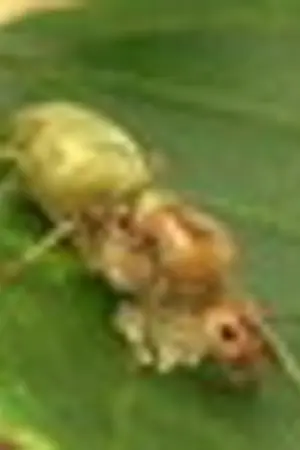 ปกนิยาย แม่มดบนใบไม้