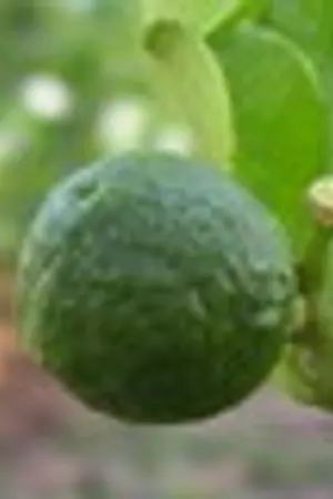 ปกนิยาย มะกรูดคู่ครัว