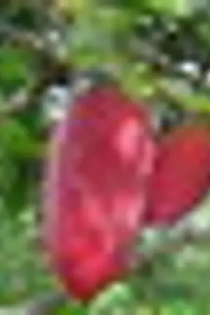 ปกนิยาย ตำลึงริมรั้ว