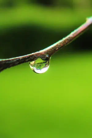 ปกนิยาย นิยาย Yaoi : ดอกรักสีม่วง