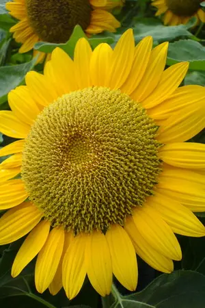 ปกนิยาย U R My Sunshine เธอคือ...ตะวันของฉัน