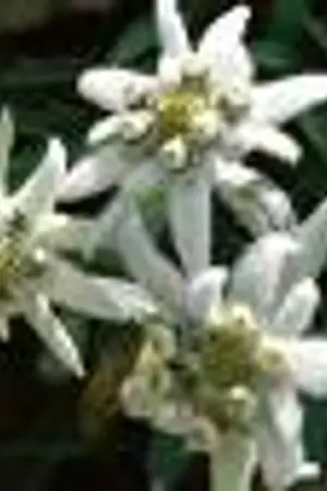 ปกนิยาย ดารา...มหาสมุทร