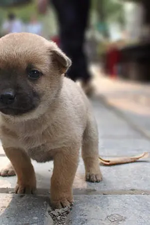 ปกนิยาย เปิดตำนานนิทานอีสป