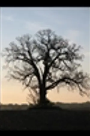 ปกนิยาย The Chronicle of Origin ศึกมนตรา อาญาสวรรค์ [หัวใจแห่งไรเจล]