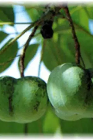 ปกนิยาย Hiso!! เหนือคำบรรยาย คุณชายจะมาทำสวน