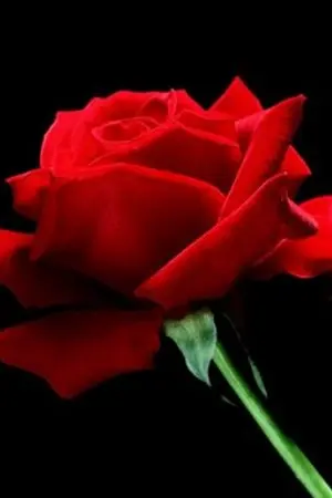 ปกนิยาย ปรารถนารัก ลิขิตหัวใจ