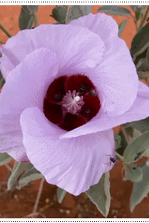 ปกนิยาย เจ้าสาวรายวัน