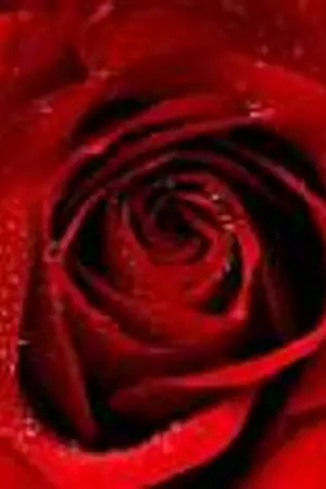 ปกนิยาย ::[ღCrystal Host Clubღ]::รับสมัคร!!