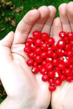 ปกนิยาย CapelLa™●♥ ' RooM