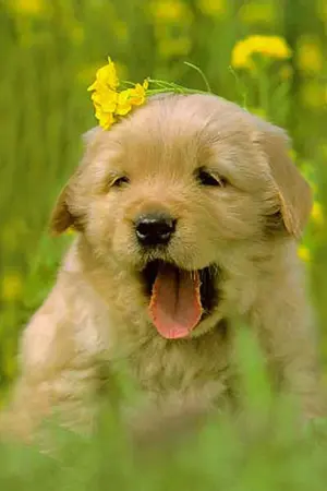 ปกนิยาย when you're gon.... เมื่อเธอจากไปฉัยคงตายถ้าขาดเธอ....