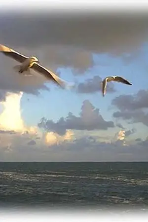 ปกนิยาย ฟากฟ้า ฝั่งทะเล*