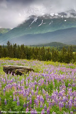 ปกนิยาย เรื่องราวของหัวใจ